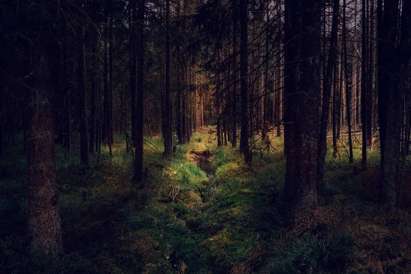 Schönen Wald Morgen Hintergrund Natur — Stockfoto