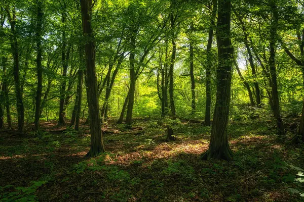 Зеленый Лес Летом Природа — стоковое фото
