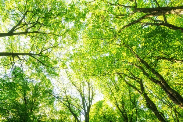 Arbres Forestiers Verts Flore Nature — Photo