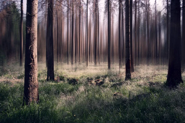 Floresta Escura Turva Verão Natureza Paisagem — Fotografia de Stock