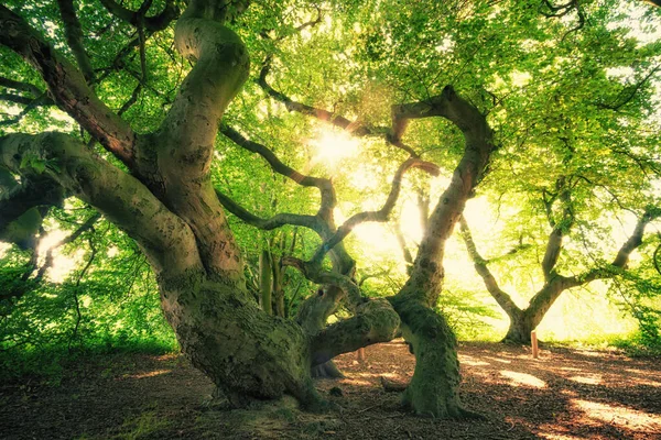 Дерево Лесу Природе Флоре Природа — стоковое фото