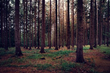Ormanın güzel manzarası. Doğa arkaplanı