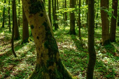 Ormanın güzel manzarası. Doğa arkaplanı