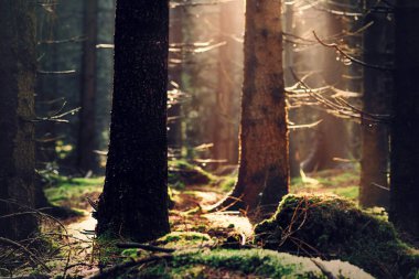 Ormanda güzel bir gün batımı. Doğa arkaplanı