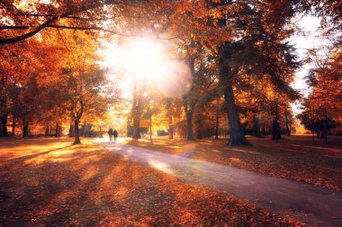 Gün batımında güzel renkli sonbahar parkı