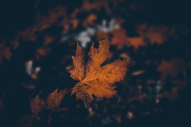 Sonbahar yaprakları, sonbahar bitkileri.