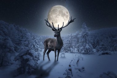 Karda güzel bir Noel geyiği