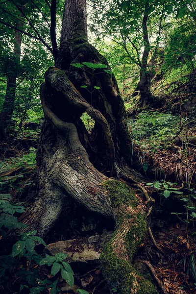 Ormandaki Bir Ağacın Dikey Görüntüsü — Stok fotoğraf