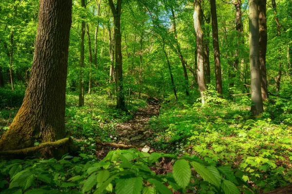 Grön Vårskog Och Träd Naturbakgrund — Stockfoto