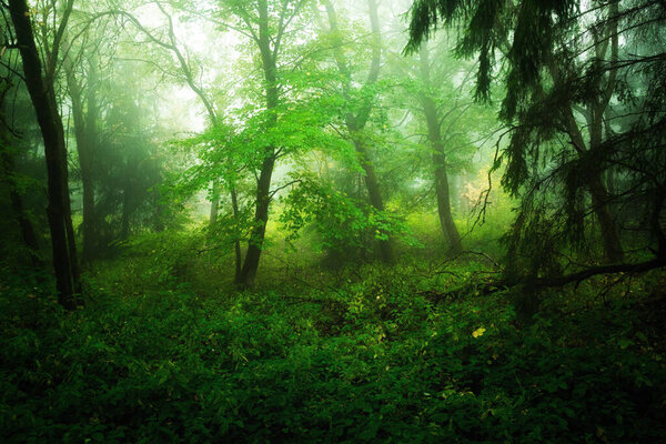 Misty summer morning in a forest with trees and leaves