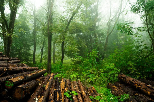 Piękny Leśny Krajobraz Drewnianymi Kłodami — Zdjęcie stockowe