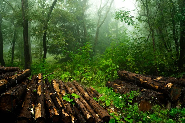 Kayu Log Tanah Hutan Berkabut — Stok Foto