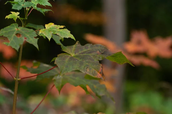 Close Vista Folhas Bordo Verde — Fotografia de Stock