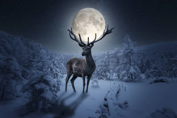 Karda güzel bir Noel geyiği