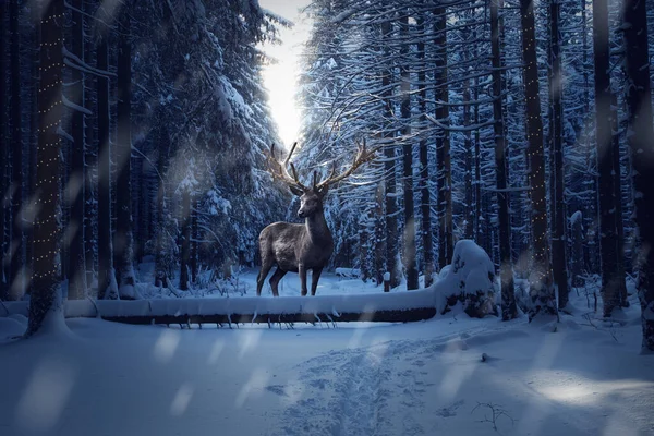 Vacker Hjort Skogen Vinterlandskap Skogen Vinterlandskap Med Ett Rådjur Snön Stockfoto