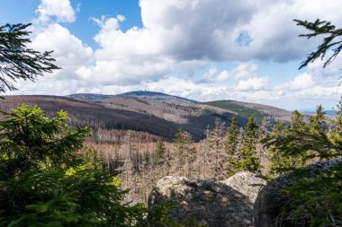 Güzel dağ ormanı. Doğa arkaplanı