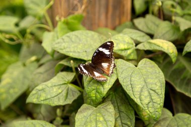 Yaprağın üzerindeki güzel kelebek, yakından bak.