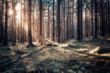 Ormanda güzel bir gün batımı. Doğa arkaplanı