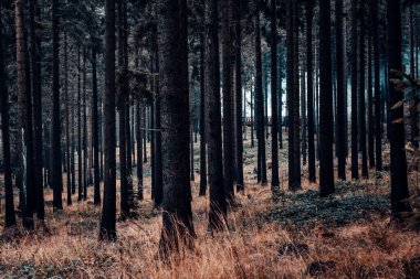 Karanlık sisli orman, ağaç gövdeleri ve koyu sonbahar yaprakları.