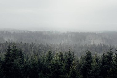 Çam ormanında sisli bir sabah. Doğa arkaplanı