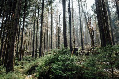 Ormanın güzel manzarası. Doğa arkaplanı