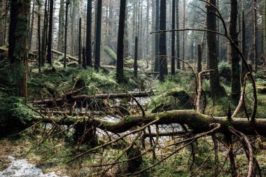 Güzel bir orman manzarası. Doğa arkaplanı