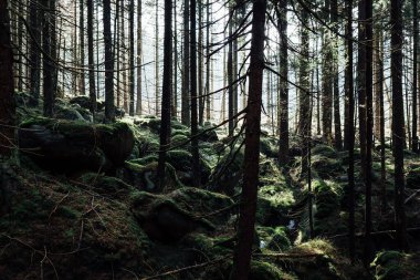 Ormanın güzel manzarası. doğa arkaplanı