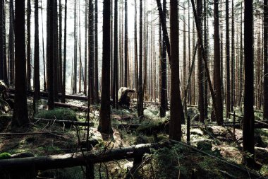 Ormandaki güzel ağaçlar. Doğa arkaplanı