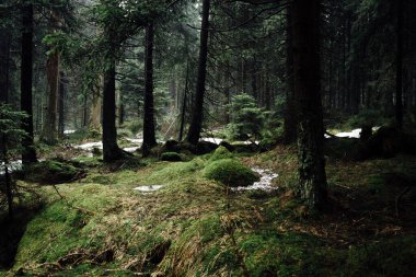 Sabahları yosunlu orman. Doğa arkaplanı