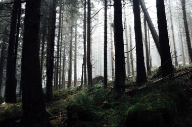 Koyu sisli çam ağaçları. Doğa arkaplanı