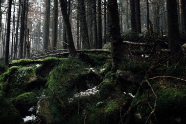 Yosun kaplı kayaları olan gizemli bir orman