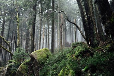 Sisli ormanlı güzel bir manzara. Doğa arkaplanı