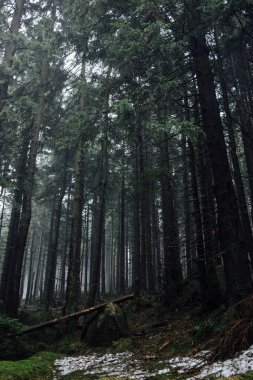 Güzel sisli orman. Doğa arkaplanı