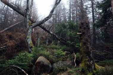 Sisli ormanlı güzel bir manzara. Doğa arkaplanı