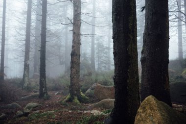 Güzel sisli orman manzarası. Doğa arkaplanı
