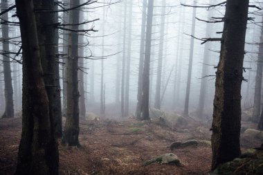 Sisli ormanlı güzel bir manzara. Doğa arkaplanı