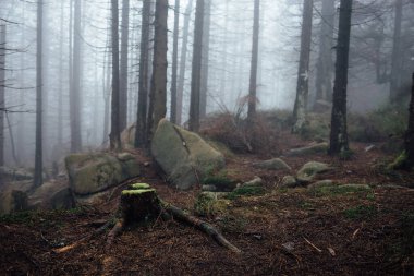 Sis içindeki güzel sonbahar ormanı. Doğa arkaplanı
