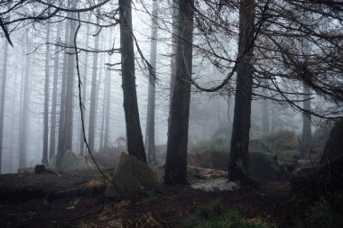 Ağaçlarla çevrili güzel bir orman görüntüsü. 