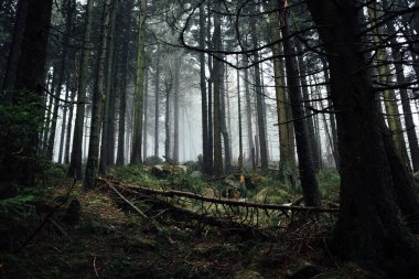 Ağaçlarla çevrili güzel bir orman görüntüsü. 