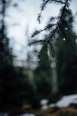 Ormanda damlaları olan çam dalları