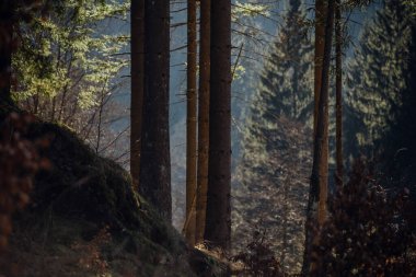 Sabahları çam ormanı. Doğa arkaplanı