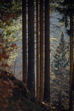 Güzel sonbahar ormanı, bitki örtüsü ve doğa