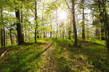 Ağaçlarla çevrili güzel bir orman görüntüsü. 
