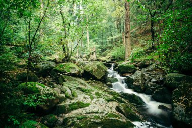 Ormanda güzel bir şelale