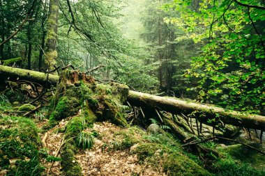 Ormanda güzel bir şelale