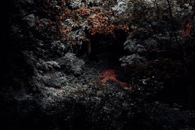 Karanlık ormanın güzel manzarası. Doğa arkaplanı