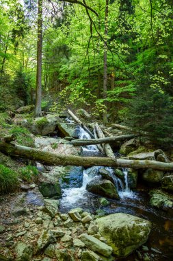 Ormanda güzel bir şelale manzarası 
