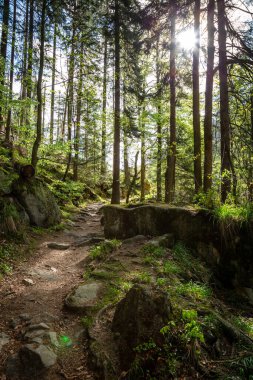 Sabah dağdaki ormanın içinden geçen patika.