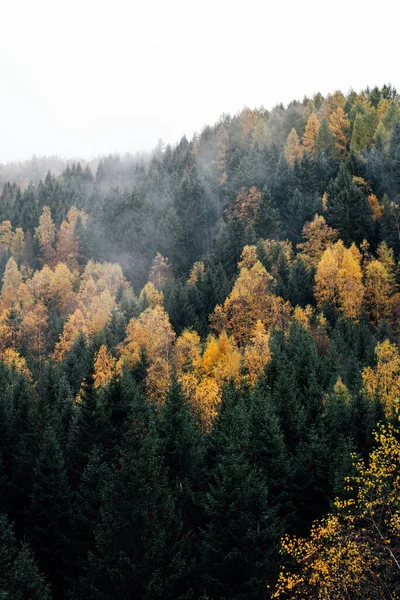 Otoño Las Montañas Árboles Coloridos Niebla — Foto de Stock