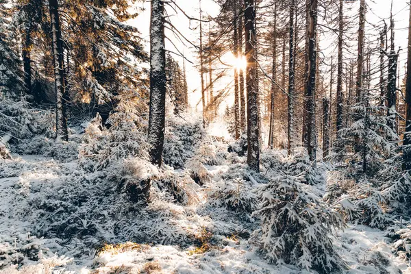 Skogsträd Täckta Med Frost Vintern — Stockfoto